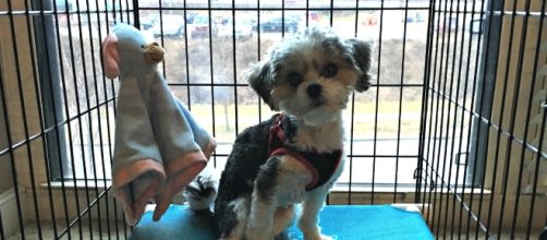 Learn from Michael Schoeff how to potty train your pup easier