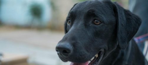 School yearbook includes student's service dog - Photo: Blasting News Library - 971theriver.com