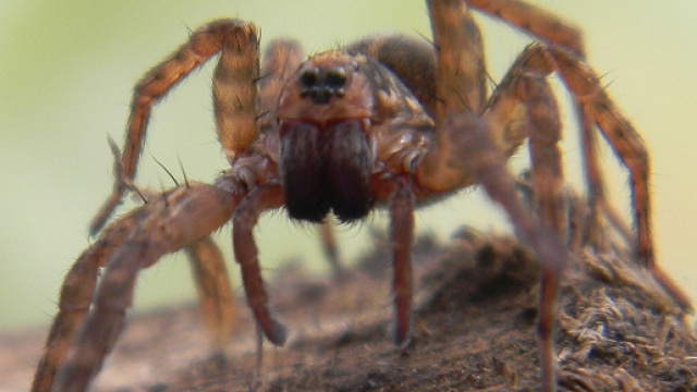 Ragno cacciatore sul muro di casa: la paura di un inglese