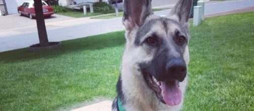 Puppy released by Delta Airlines after 33-hour "hostage situation ... - cbsnews.com