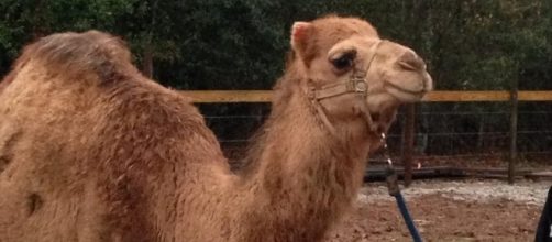 Sir Camelot the camel is accused of biting and attacking a woman. - Beauvoir, The Jefferson Davis Home and Presidential Library