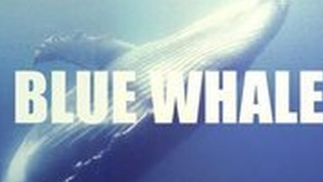 Blue Whale, il tragico gioco che porta al suicidio: ecco le ... - leggo.it