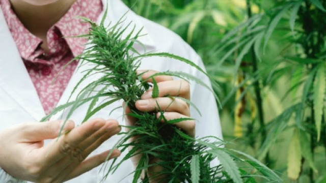 Cannabis terapeutica per trattate l'epilessia nei bambini affetti da sindrome di Dravet cannabisculture.com