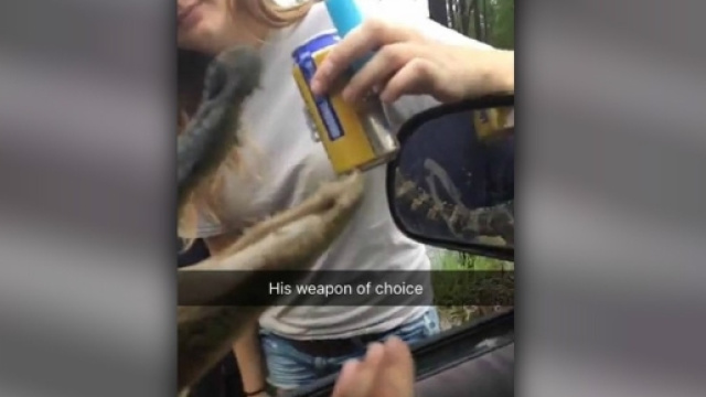 Danno da bere e da fumare a un coccodrillo