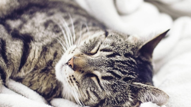 L'empathie du chat, antidote du stress professionnel