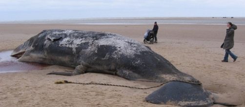 A 79-foot-long dead blue whale was found washed up at a beach in Northern California [Image: Pixabay]