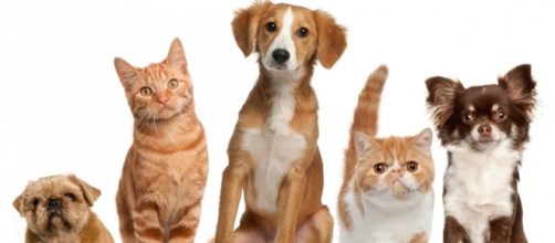 Do pets go to heaven? - Photo: Blasting News Library - hunterrandr.com