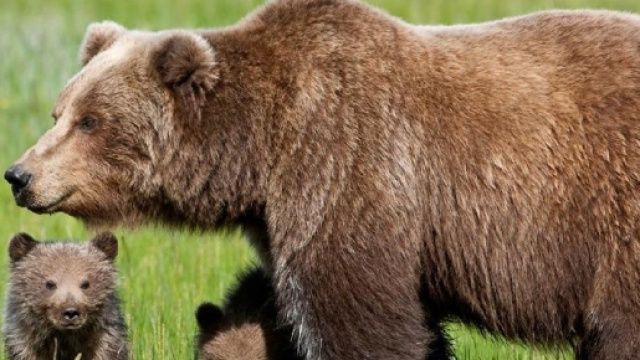 L'Aquila, orso marsicano impaurisce tre donne