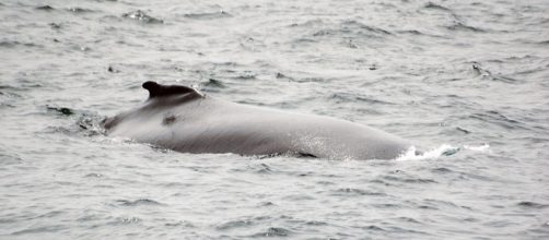 El peligroso juego de la Ballena Azul