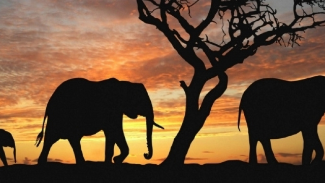 Joseph Ortmann - Elephant - 25/09/2016