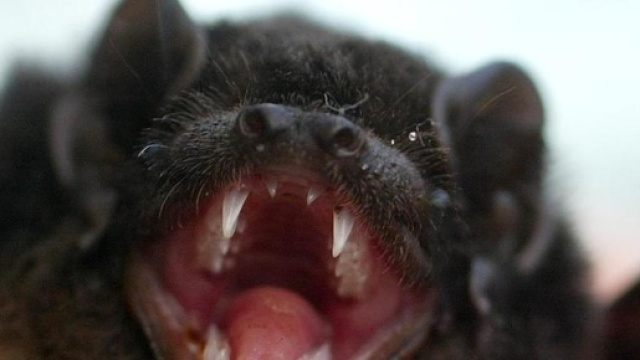 Il pipistrello vampiro del brasile