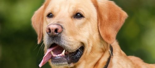 Photo via Pixabay by Chiemsee2016 / Public Domain