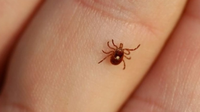 Il nuovo virus letale delle zecche