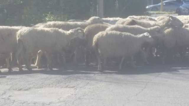 Roma, pecore su via Cristoforo Colombo