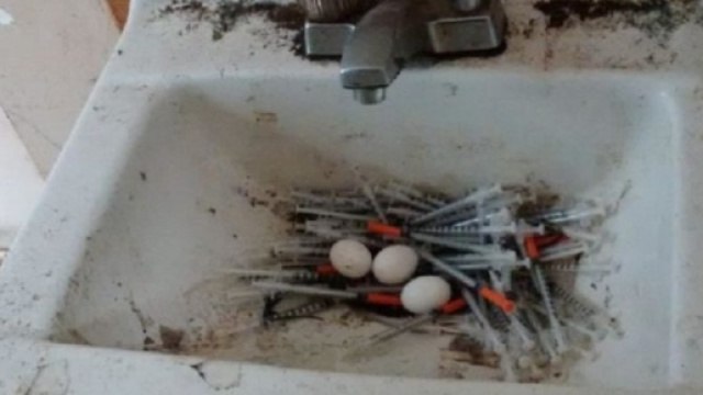 Vancouver, piccioni usano le siringhe dei drogati come nido