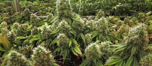 Florida's first medical cannabis dispensary opens. - politico.com