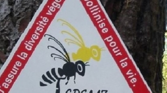 Disparition effarante de colonies d&rsquo;abeilles