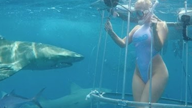 Florida: attrice a luci rosse morsa da squali durante set subacqueo