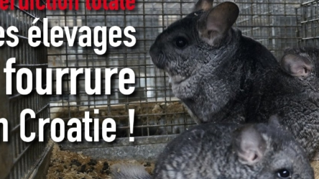 http://one-voice.fr/fr/blog/la-croatie-interdit-les-elevages-a-fourrure.html