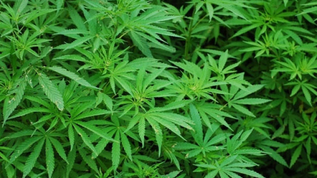 Research Uncovers Prehistoric Use of Cannabis - newhistorian.com