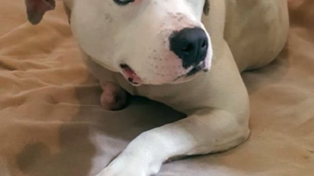 Cane si lacera la zampa per liberarsi dalla catena