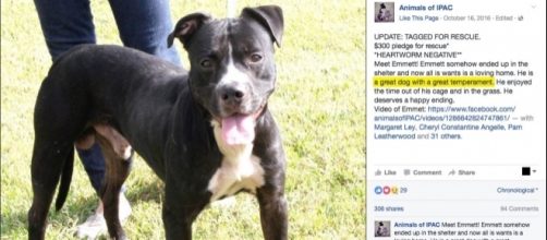 DogsBite Blog - DogsBite.org - dogsbite.org