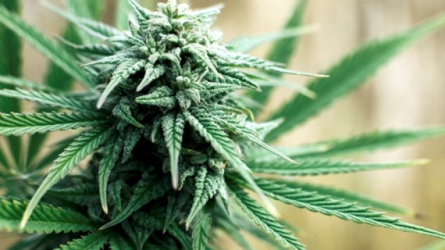 Cannabis per il ringiovamento cerebrale