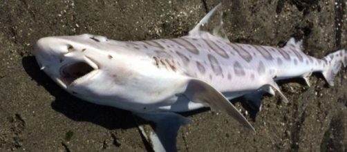 Spike In Leopard Shark Deaths In SF Bay Raises Concerns &laquo; CBS San ... - cbslocal.com