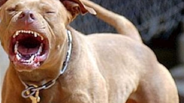 Pitbull aggredisce la mamma del suo padrone, donna in ospedale