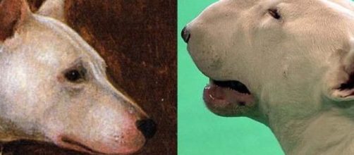 Pedigree dogs 'being bred to death' - ABC News (Australian ... - net.au