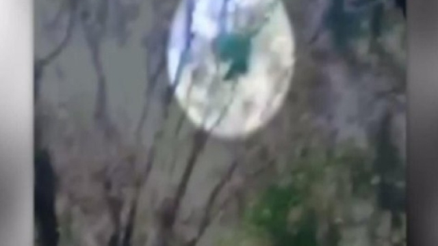 Usa, presunto Big Foot avvistato nei boschi californiani: il video