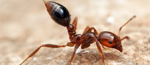 Best Defense Against Fire Ants May Be Allergy Shot Offense : Shots ... - npr.org