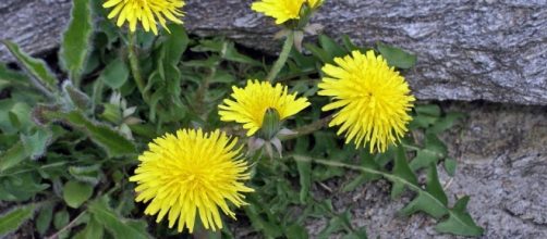 Dandelion (Taraxacum officinale) &mdash; Pure Home Essentials - purehomeessentials.com