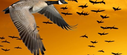 Poop from flying geese hit 17 guests at Anaheim Disneyland. Photo via 7a9rian2, YouTube.