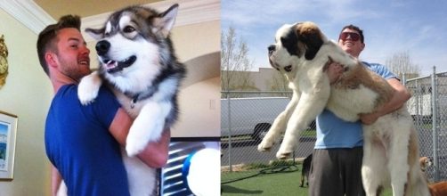 Cachorros que crescem de uma forma absurda