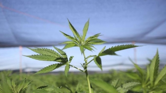 Marijuana legale light: boom di vendite