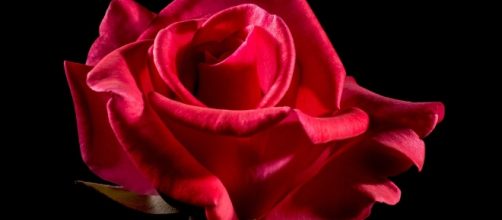 "Bachelor in Paradise" Season 4 production halt (via - pixabay.com)