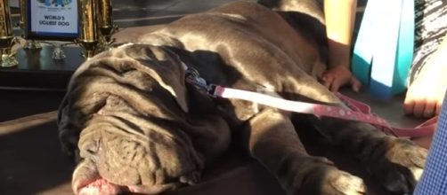 The World's Ugliest Dog Contest usually involves dogs from animal shelters. [Image via YouTube/Associated Press]