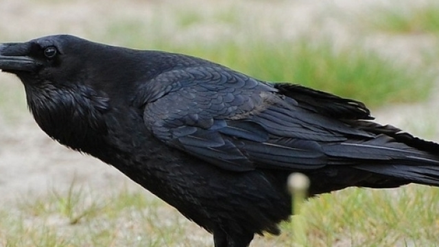 Le corbeau de l'affaire Gr&eacute;gory, des lettres anonymes qui rappellent plusieurs enqu&ecirc;tes.