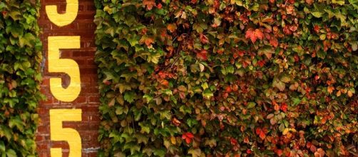 You know what this means? Red ivy! : CHICubs - reddit.com