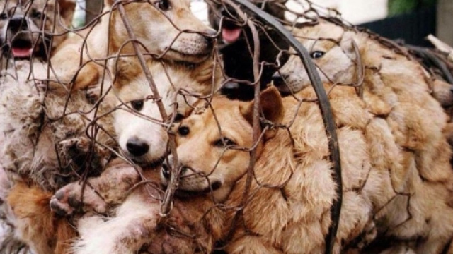Il festival della carne di cane di Yulin VS la sagra della capra ... - napolitan.it