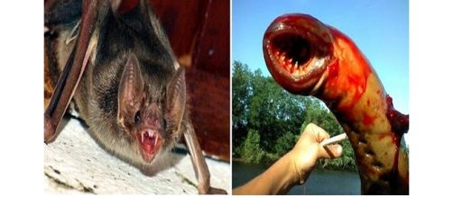 Animais que se alimentam de sangue