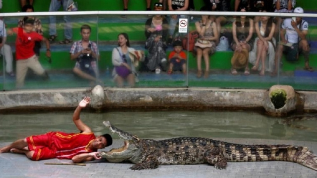 Testa nella bocca del coccodrillo: addestratore rischia la vita