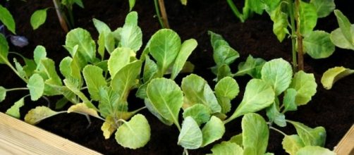 Los huertos urbanos son la mejor alternativa para tener verduras frescas y ecol&oacute;gicas en nuestro hogar