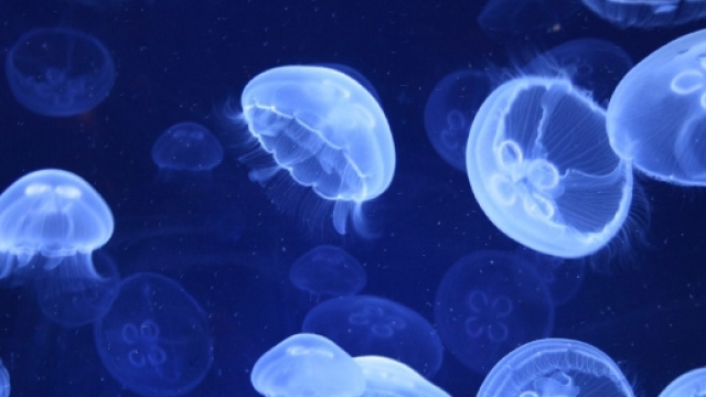 Invasione di meduse nel Mediterraneo