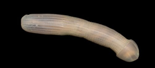 Peanut worm has a weird shape/screencap Huffpost via Twitter