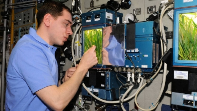 Veggie Activated to Grow Fresh Plants on Space Station | NASA - nasa.gov