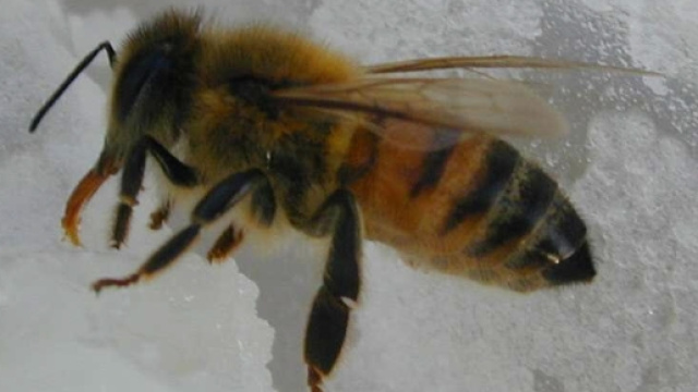 Ape punge agricoltore: 67enne stroncato da choc anafilattico