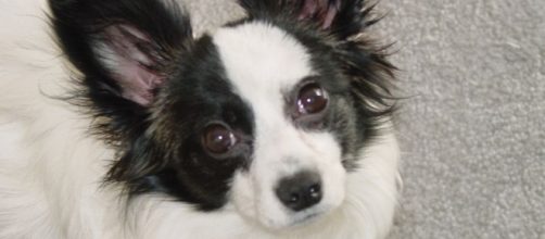 File:Papillon-ears.jpg - Wikipedia - wikipedia.org