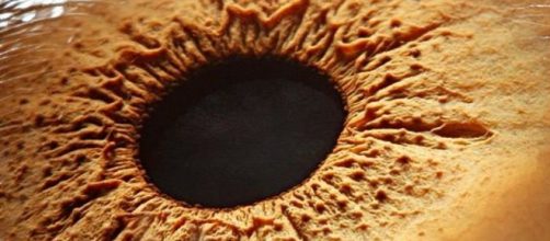 Os olhos, que podem ser t&atilde;o belos, vistos de perto (de muito perto, ali&aacute;s), podem ser estranhos.